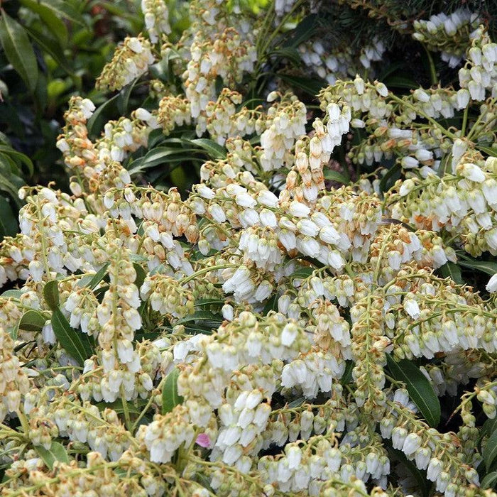 Pieris japonica 'Purity'  - Purity Andromeda - Shipped