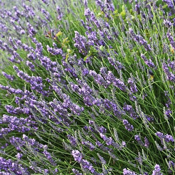 Lavandula x intermedia 'Provence'  - Provence Lavender - Shipped