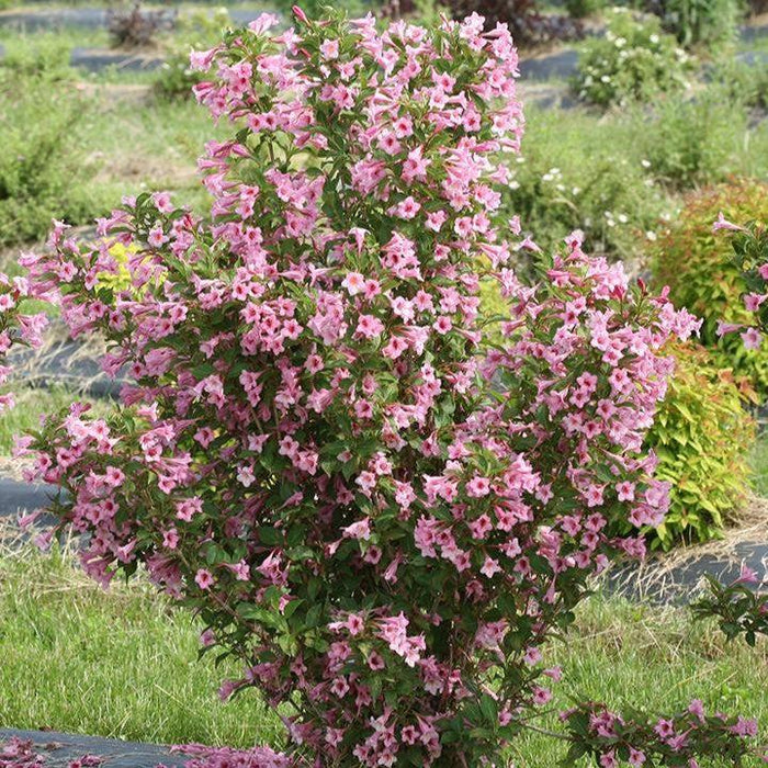 Weigela florida 'SMNWFRP'  - PW® Sonic Bloom® Pure Pink Weigela - Shipped