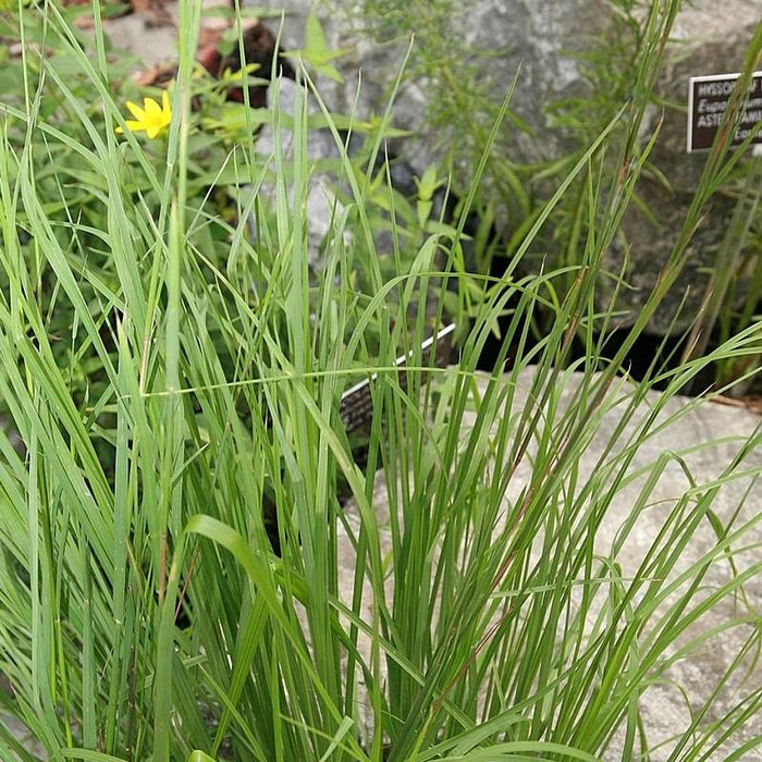Andropogon virginicus  - Broomsedge, Yellow Bluestem - Shipped