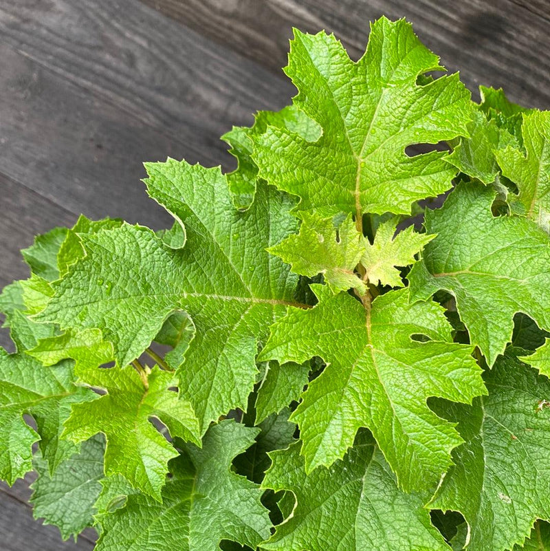 Ruby Slippers Oakleaf Hydrangea - Shipped