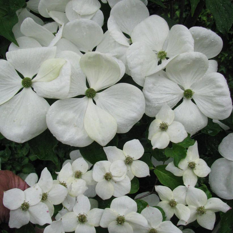 DOGWOOD (CORNUS X ) `VENUS®` - In Store Pickup