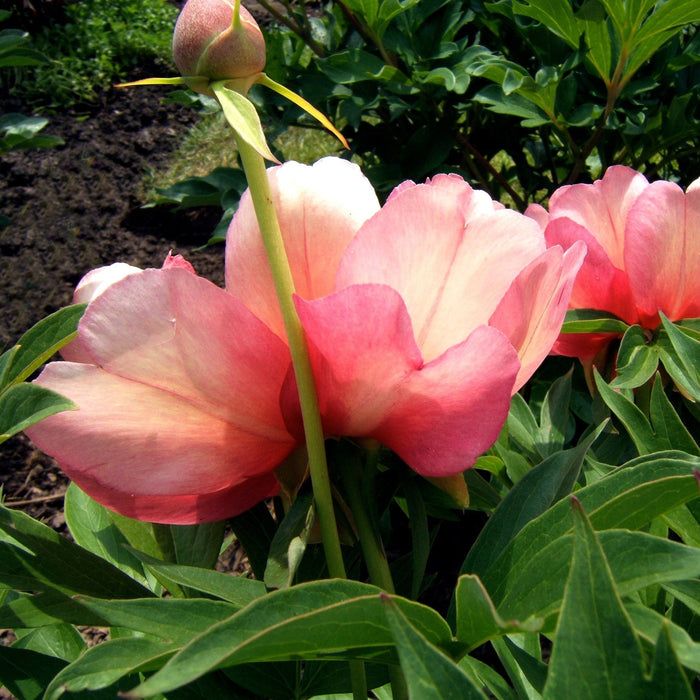 Paeonia 'Julia Rose'  - Julia Rose Itoh Peony - Shipped