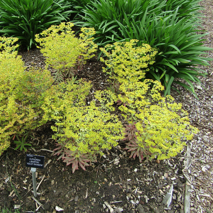Euphorbia x martinii 'Ascot Rainbow'  - Ascot Rainbow Spurge - Shipped