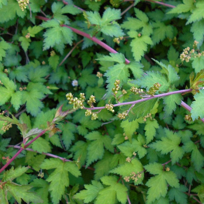Stephanandra incisa 'Crispa'  - Crispa Cutleaf Stephanandra - Shipped