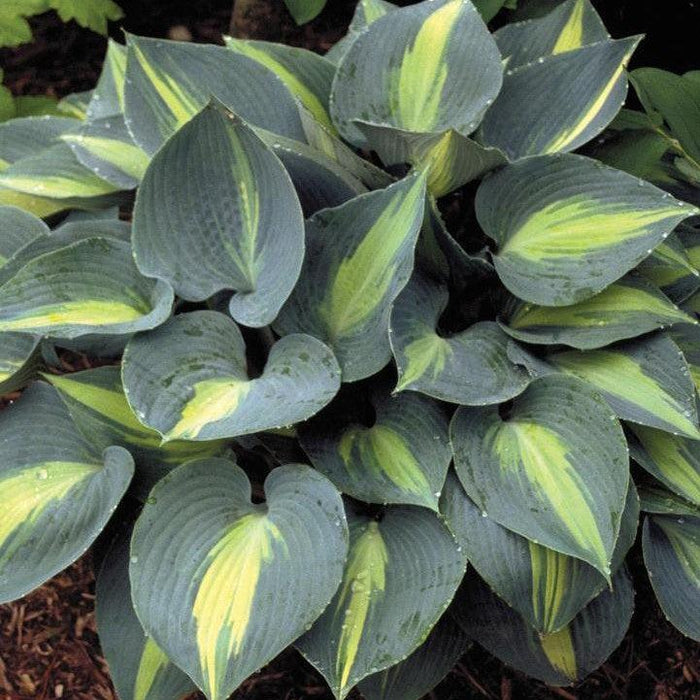 Hosta 'Touch of Class'  - Touch of Class Hosta - Shipped