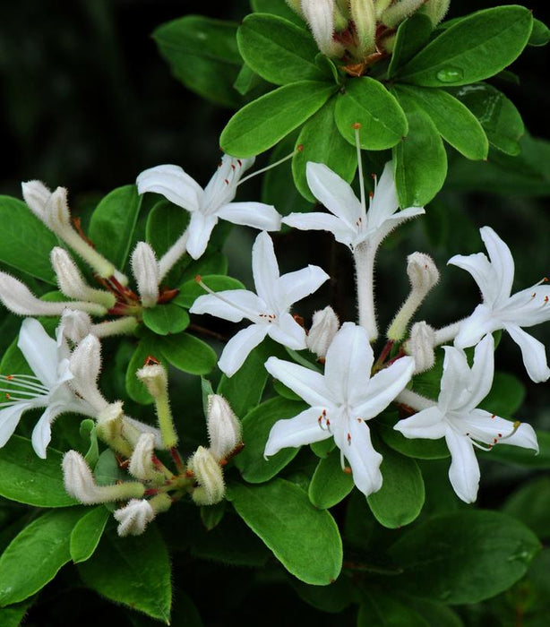 AZALEA VISCOSUM - SWAMP AZALEA (DECIDUOUS AZALEA) - In Store Pickup