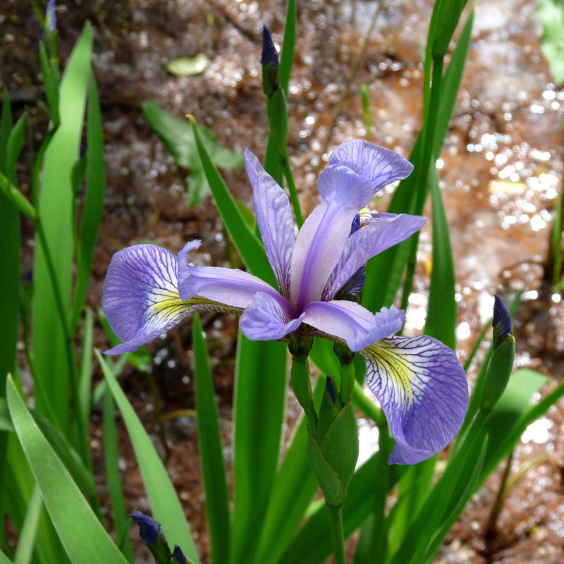 Northern Blue Flag Iris, Harlequin Blue Flag - Shipped