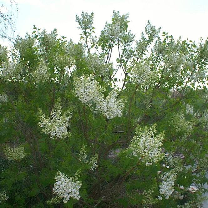 Syringa x oblata 'Betsy Ross'  - Betsy Ross Lilac - Shipped