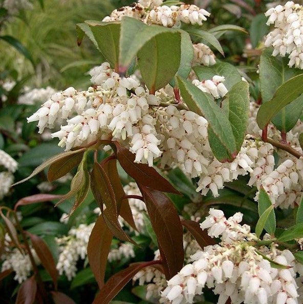 Coastal Leucothoe - Shipped