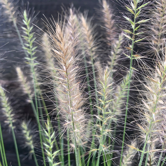 Pennisetum alopecuroides 'Hameln  - Hameln Fountain Grass - Shipped