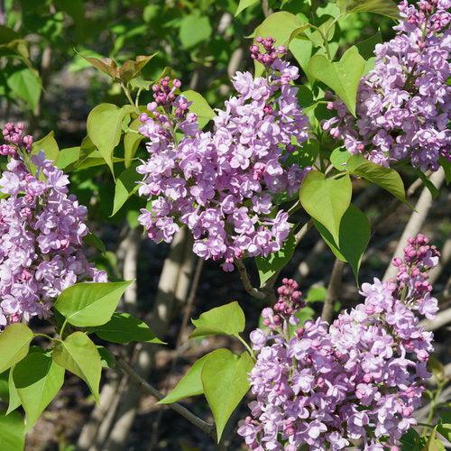 Syringa x hyacinthiflora 'SMNSHBBL'  - Scentara® Double Blue Lilac - Shipped