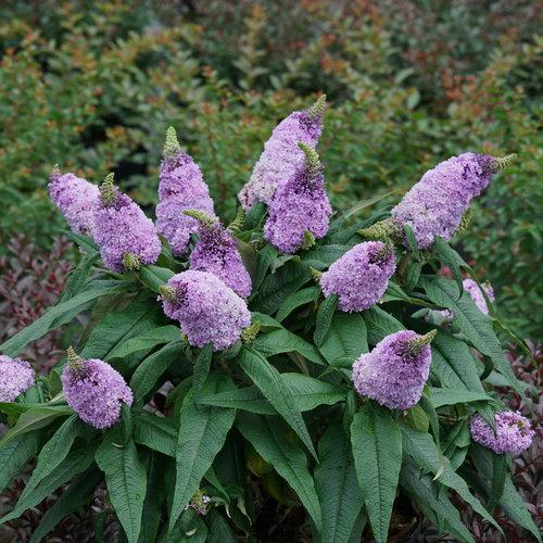 Buddleia x 'SMNBDL'  - Pugster® Amethyst Butterfly Bush - Shipped
