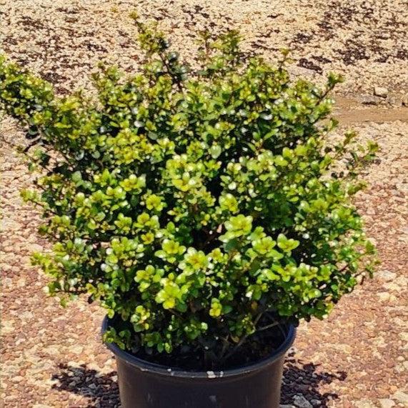 Ilex crenata 'Compacta'  - Compact Japanese Holly - Shipped