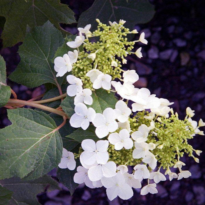 Hydrangea quercifolia 'Pee Wee'  - Pee Wee Oakleaf Hydrangea - Shipped