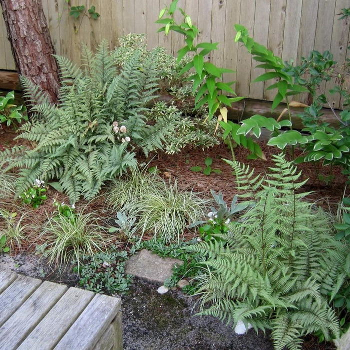 Athyrium 'Ghost'  - Ghost Fern - Shipped