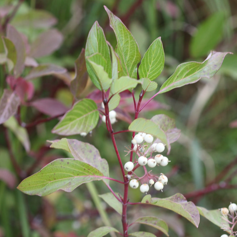 Cardinal Dogwood - Shipped