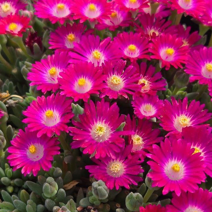 Delosperma cooperi 'DSAM13-1'  - Jewel of Desert® Amethyst Ice Plant - Shipped