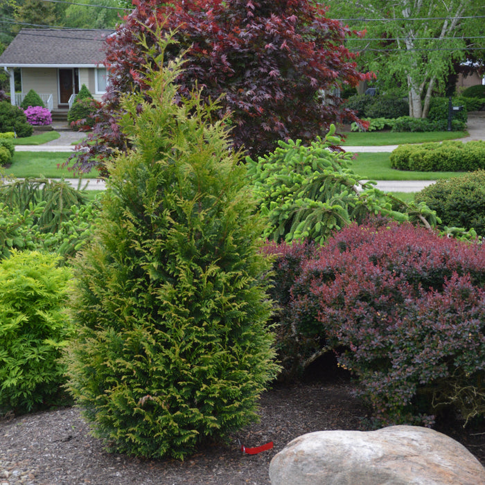 Thuja occidentalis 'Junior Giant'  - Junior Giant Arborvitae - Shipped