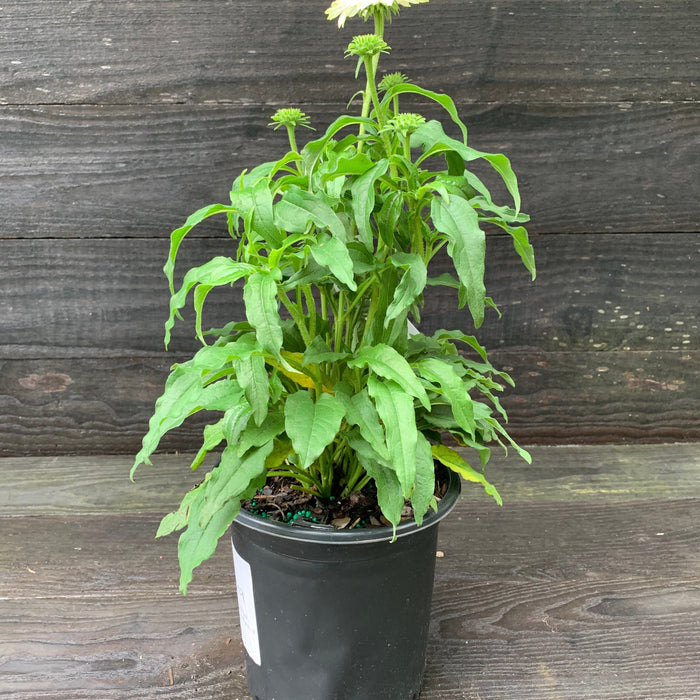 Echinacea purpurea 'PowWow White'  - PowWow® White Echinacea, Coneflower - Shipped