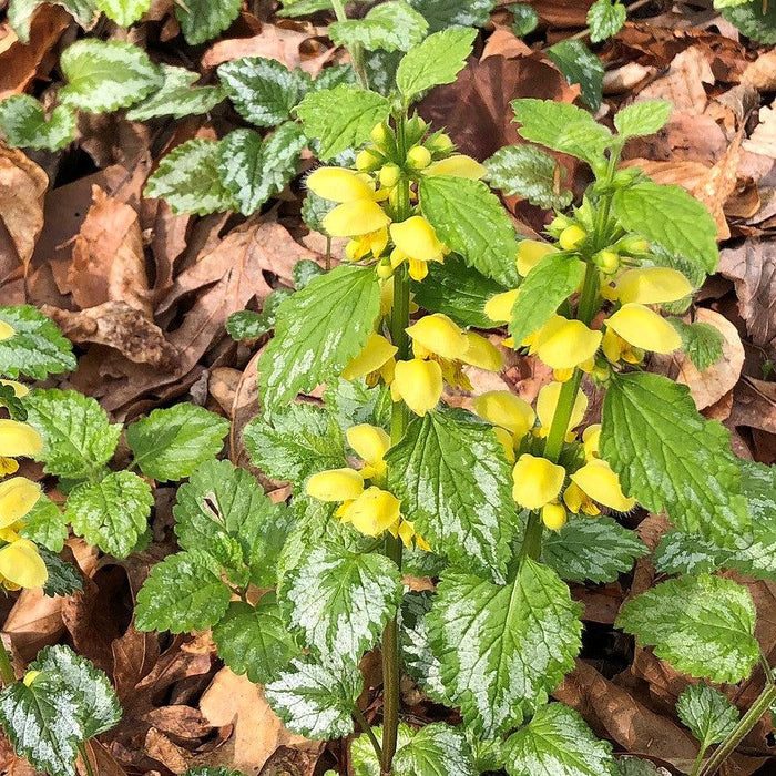 Lamiastrum galeobdolon 'Variegatum'  - Variegated Yellow Archangel - Shipped
