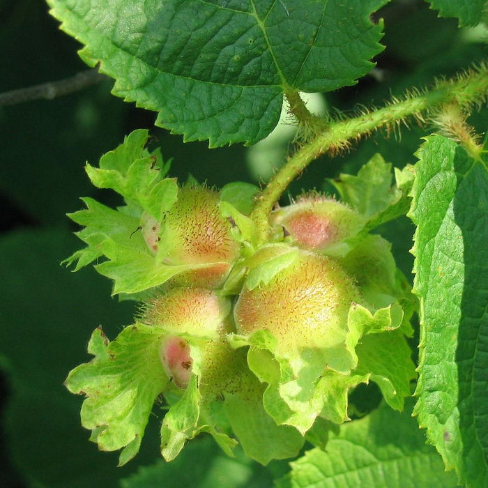 Corylus americana  - Hazelnut, American Filbert - Shipped