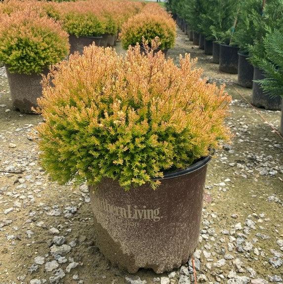 Fire Chief™ Globe Arborvitae - Shipped
