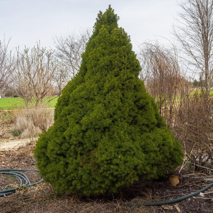 Picea glauca 'Conica'  - Dwarf Alberta Spruce - Shipped
