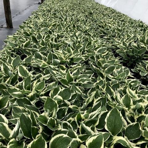 Patriot Hosta - Shipped