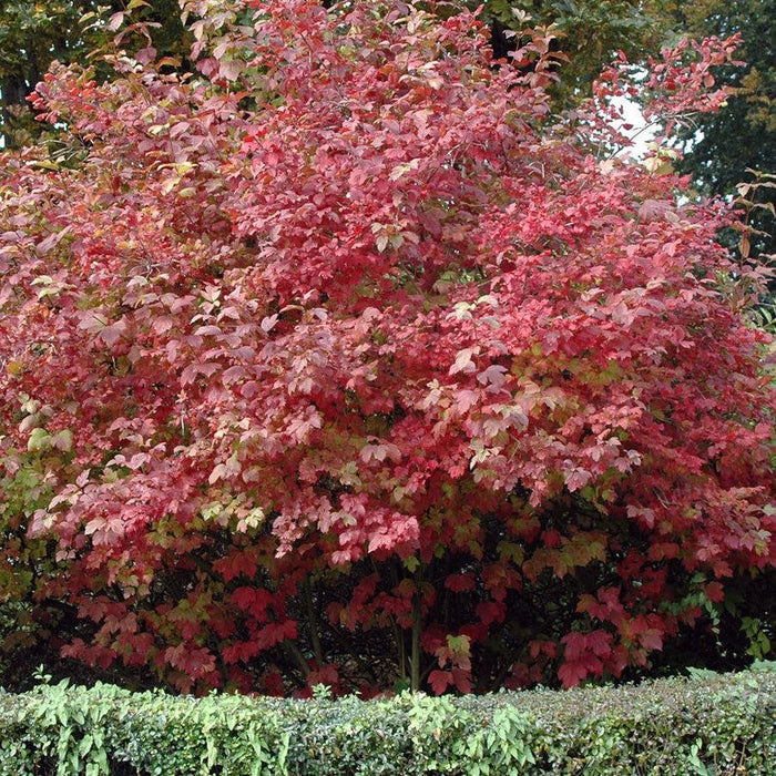 Viburnum opulus 'Roseum'  - Eastern Snowball - Shipped