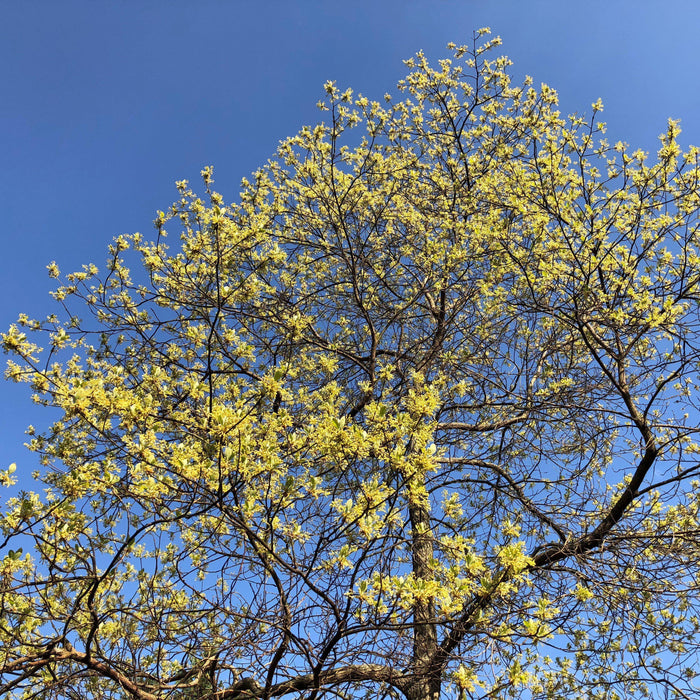 Sassafras albidum  - Sassafras - Shipped