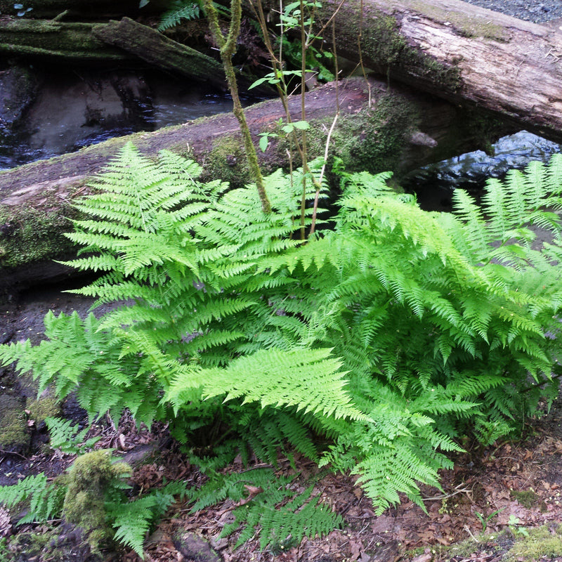 Lady Fern - Shipped