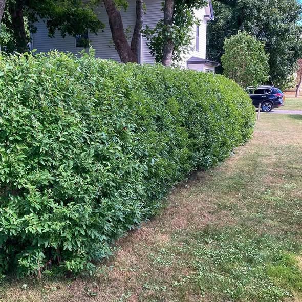 Ligustrum vulgare 'Cheyenne'  - Cheyenne European Privet - Shipped