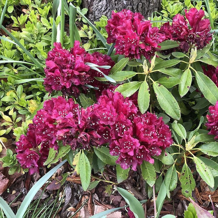 Rhododendron x 'Dark Lord'  - Dark Lord Azalea - Shipped