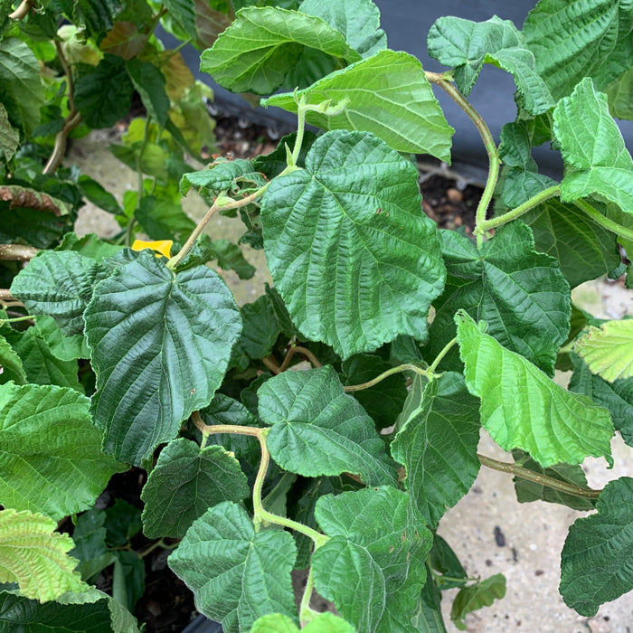 Corylus avellana 'Contorta'  - Contorted Filbert, Harry Lauder’s Walking Stick - Shipped