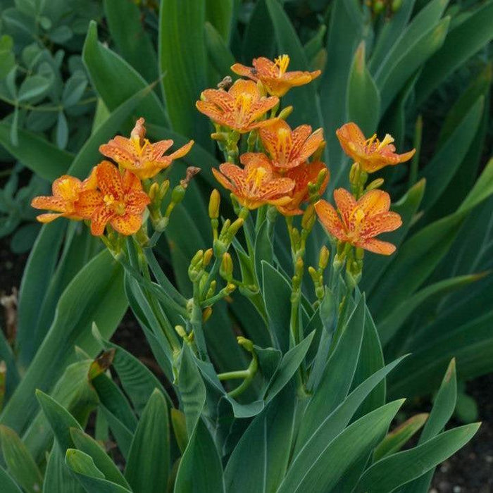 Belamcanda chinensis 'Freckle Face'  - Freckle Face Blackberry Lily - Shipped