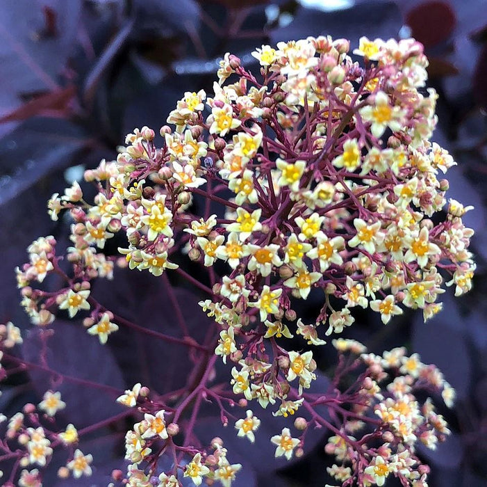 Cotinus coggygria 'Royal Purple'  - Royal Purple Smoke Tree - Shipped