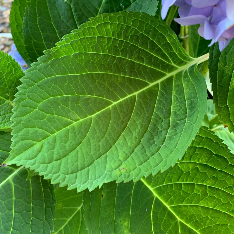 Endless Summer® The Original Hydrangea - Shipped