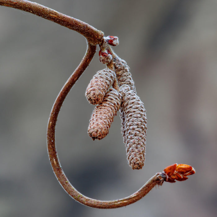 Corylus avellana 'Contorta'  - Contorted Filbert, Harry Lauder’s Walking Stick - Shipped