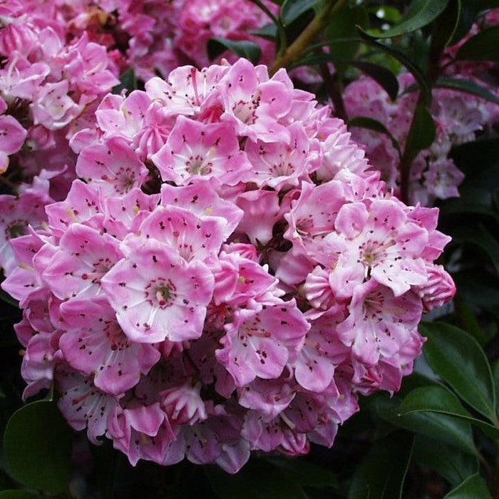 Kalmia latifolia 'Pink Globe'  - Pink Globe Mountain Laurel - Shipped