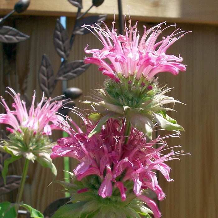 Monarda 'Bubblegum Blast' PP27497  - Sugar Buzz® Bubblegum Blast Bee Balm - Shipped