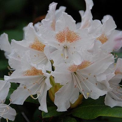 Cunningham's White Rhododendron - Shipped