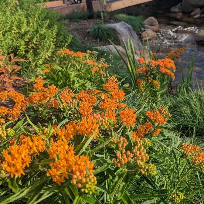 Asclepias tuberosa  - Butterfly Weed - Shipped