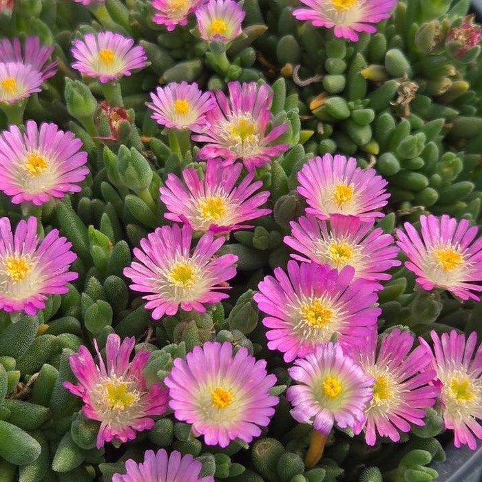 Delosperma cooperi 'Rose Quartz'  - Jewel of Desert® Rose Quartz Ice Plant - Shipped