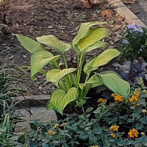 Paul's Glory Hosta - Shipped