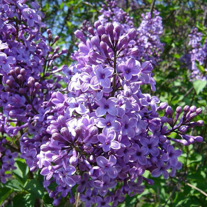 Syringa vulgaris  - Common Lilac, Purple - Shipped