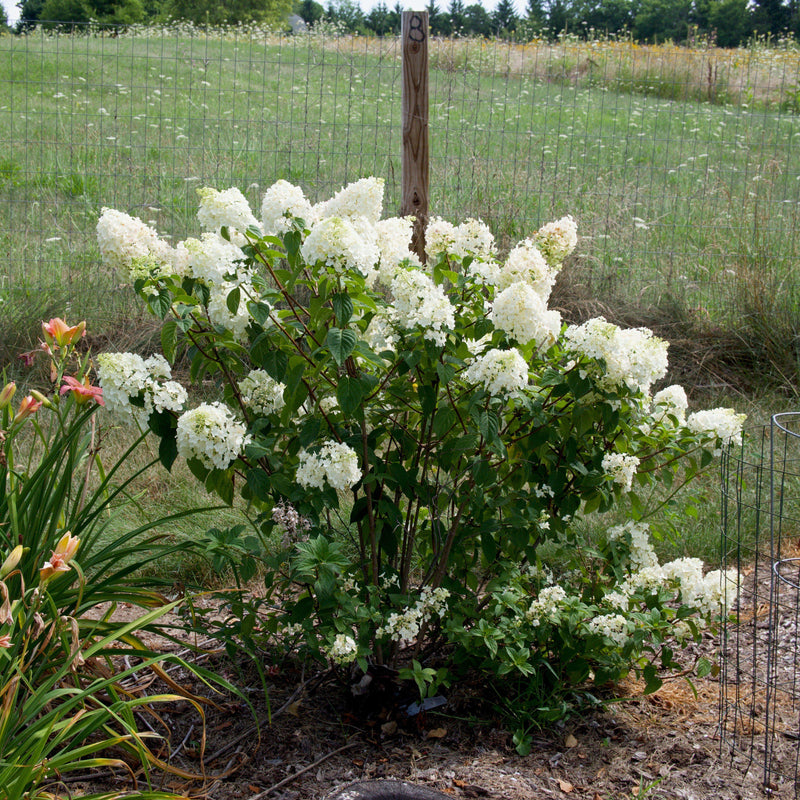 First Editions® Strawberry Sundae® Hydrangea - Shipped
