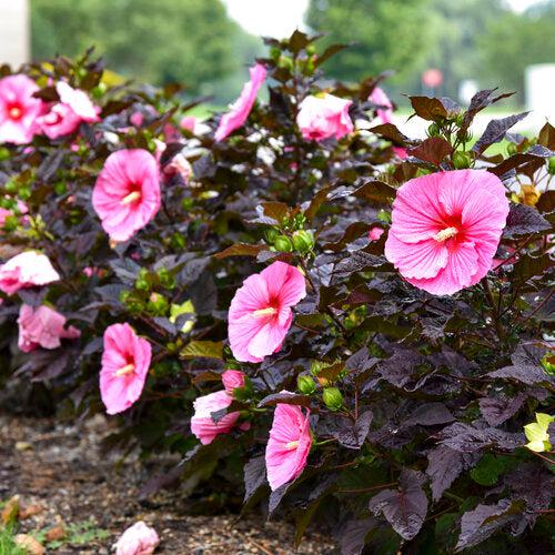 Summerific® Edge of Night Hibiscus - Shipped