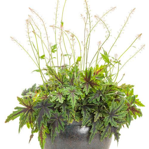 Tiarella 'Cutting Edge'  - Cutting Edge Foamflower - Shipped