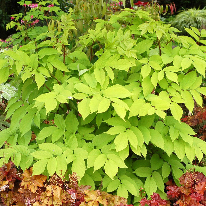 Sun King Golden Japanese Spikenard - Shipped
